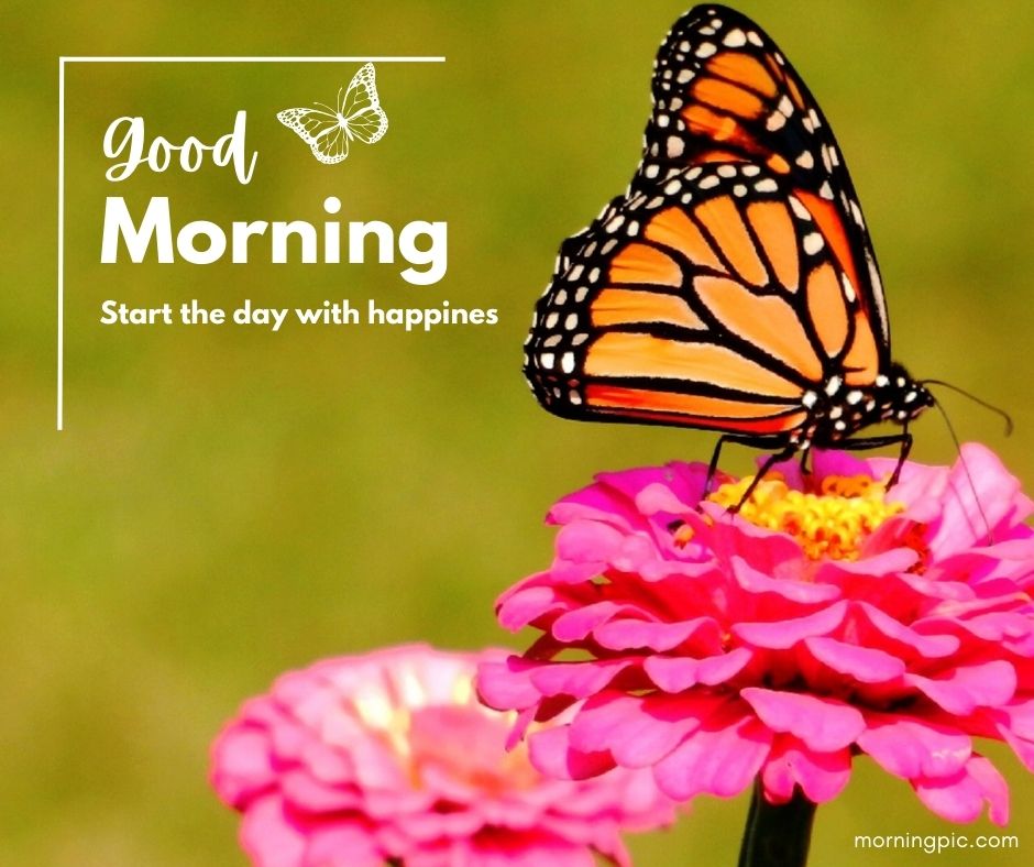 cute monarch good morning images english new for whatsapp